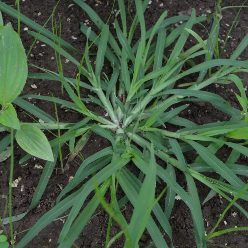 Crabgrass Weed in Flower Bed