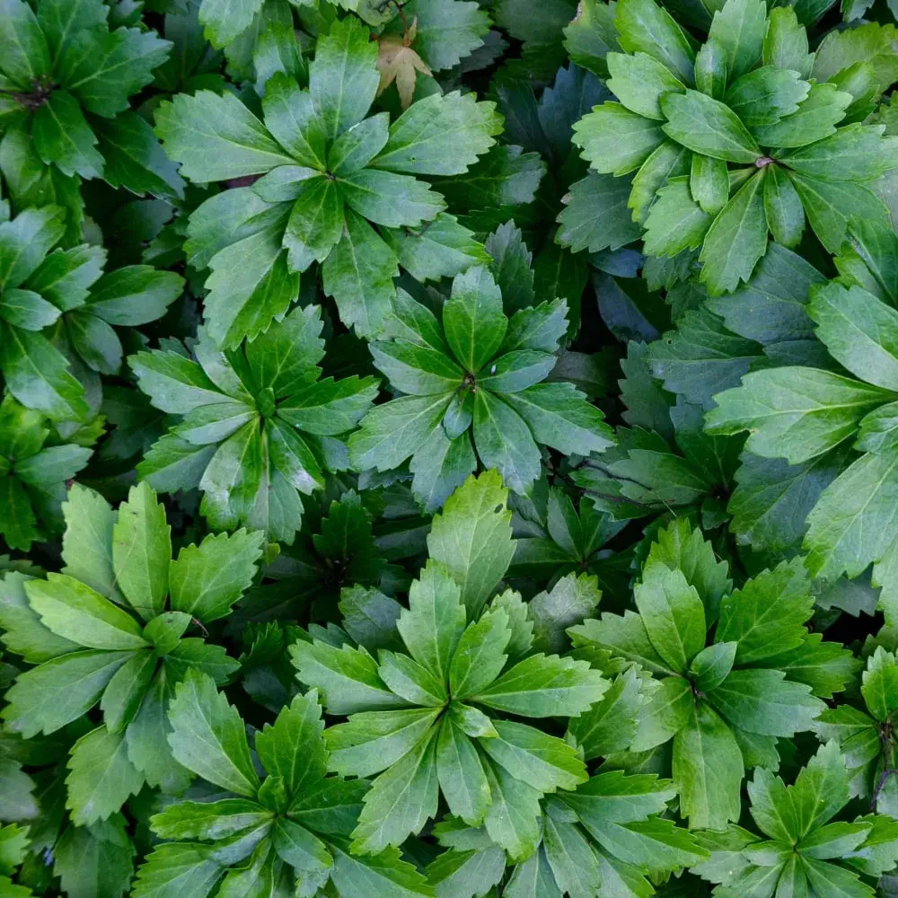 plant_by_number_allegheny_spurge