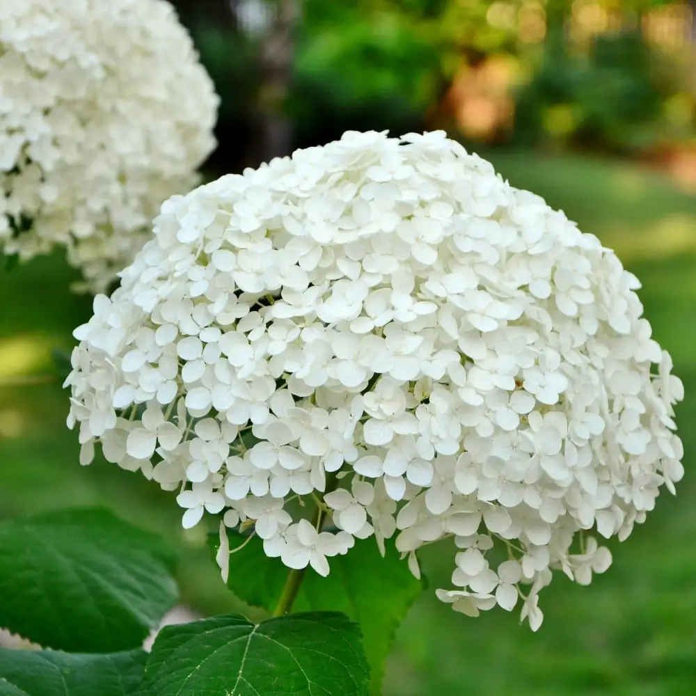 Annabelle Hydrangea