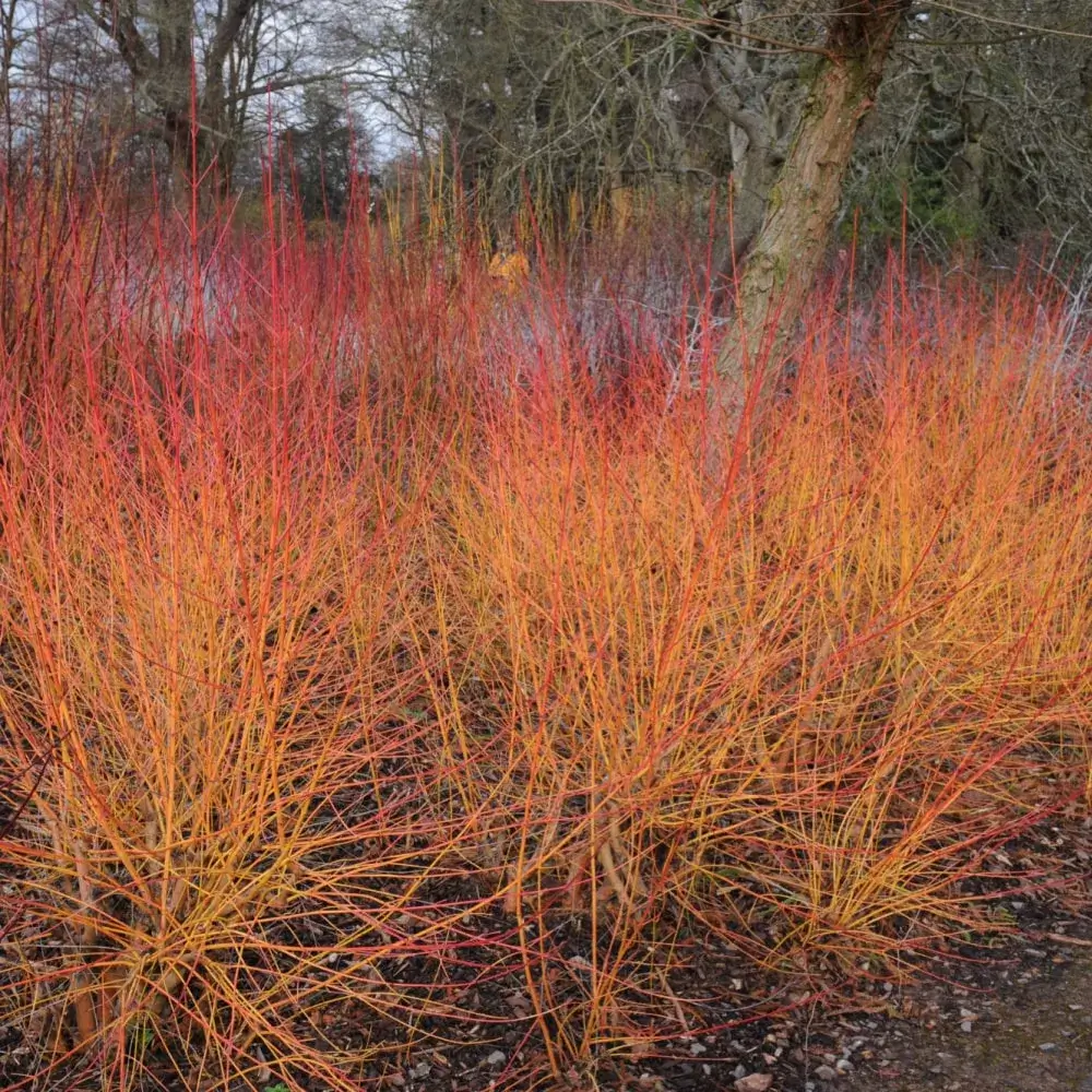 orange_trees_arctic_sun_dogwood_cornus_sanguinea_cato_plant_by_number