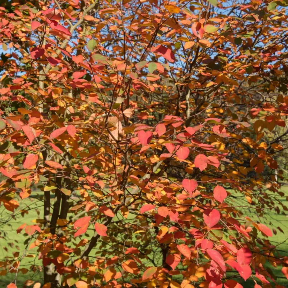 white_trees_autumn_brilliance_serviceberry_amelanchier_x_grandiflora_autumn_brilliance_plant_by_number