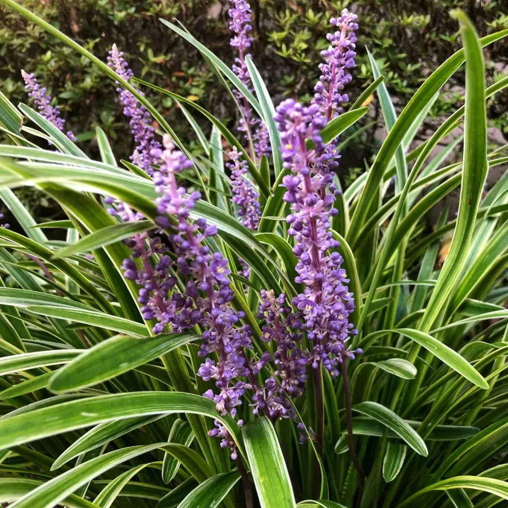 astilbe_variegated_liriope_liriope_muscari_variegata_plant_by_number