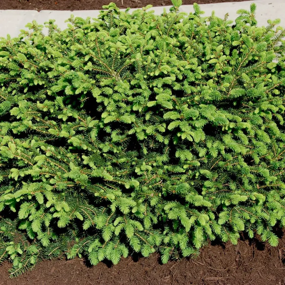 evergreen_trees_birds_nest_spruce_picea_abies_nidiformis_plant_by_number