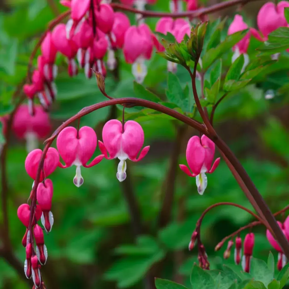 Bleeding Heart