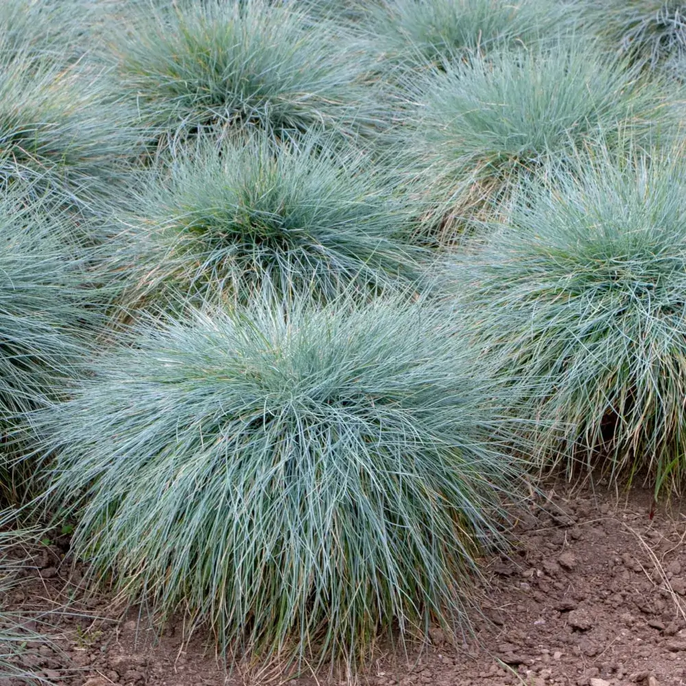 blue_fescue_festuca_glauca_plant_by_number