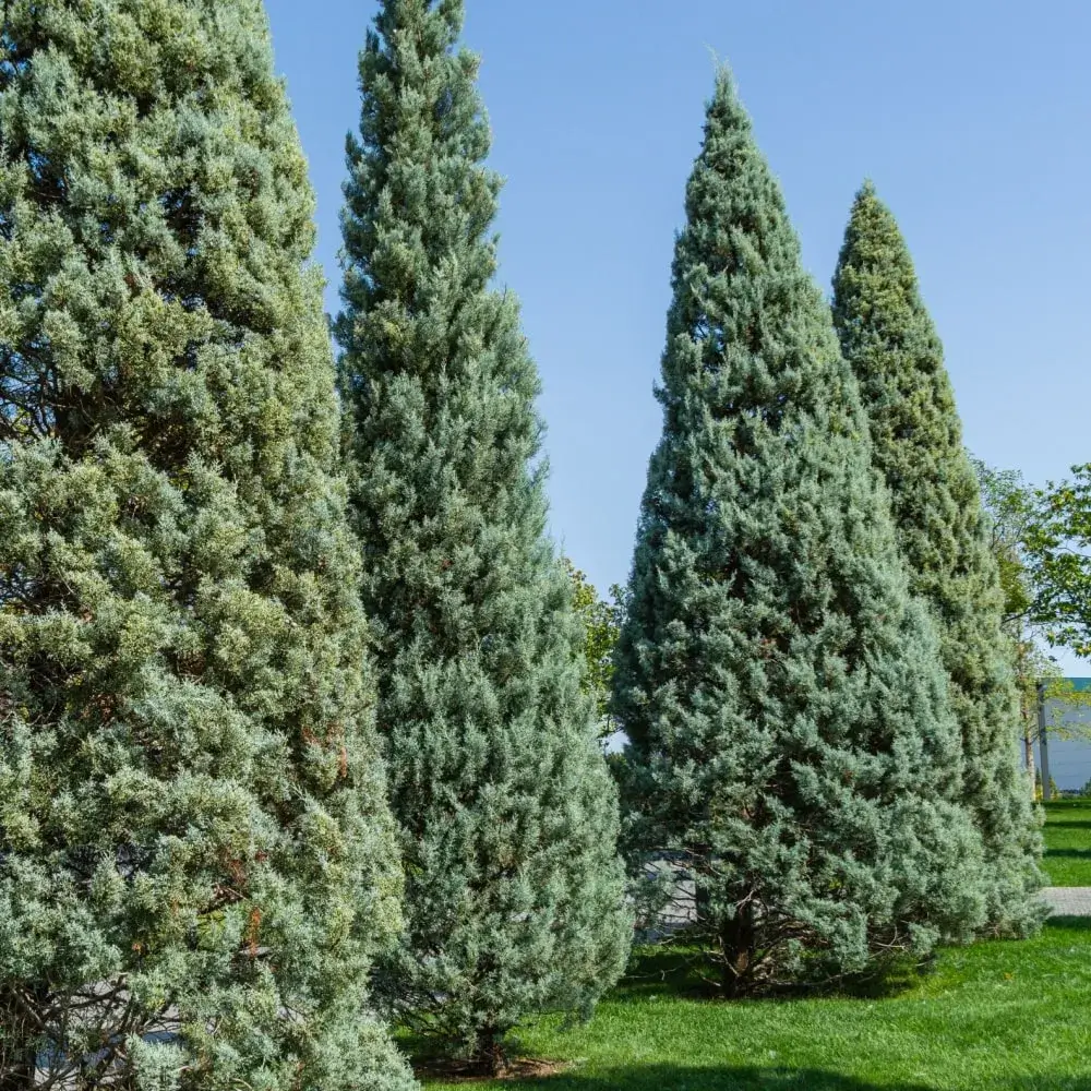 blue_trees_blue_pyramid_arizona_cypress_cupressus_arizonica_blue_pyramid_plant_by_number