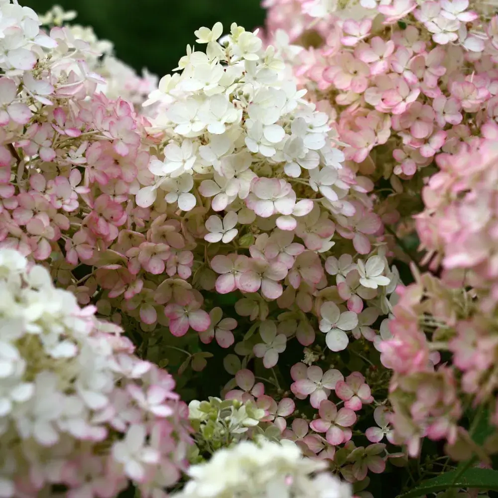 Bobo Hydrangea