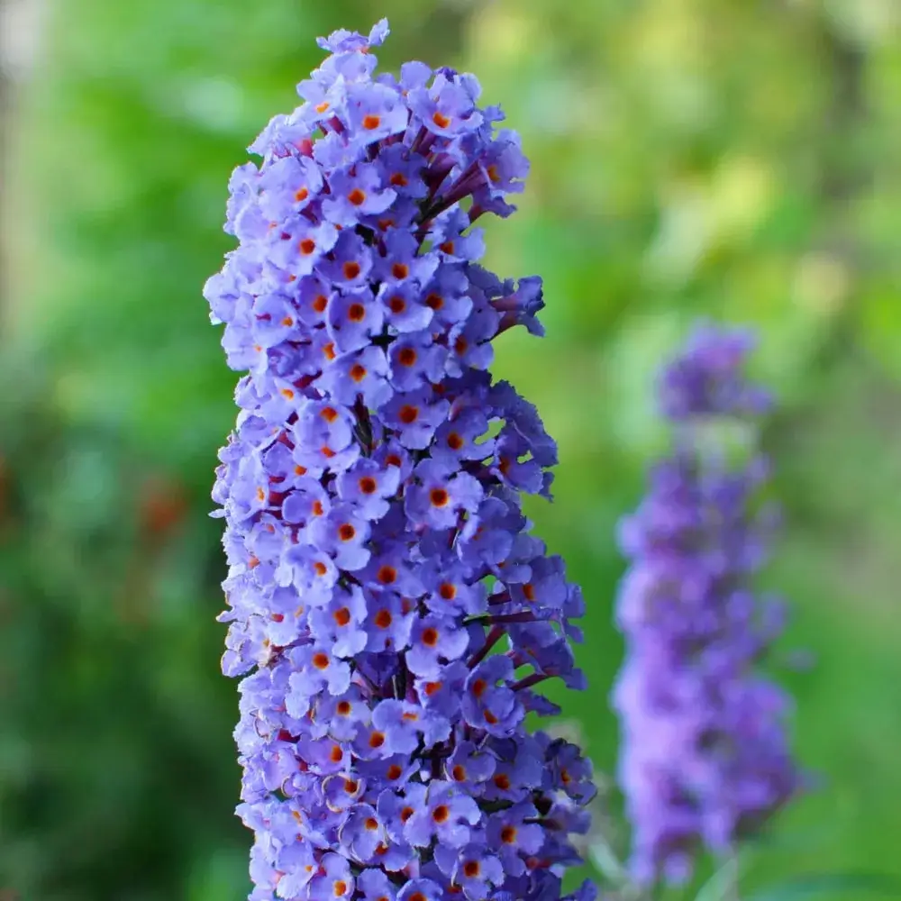 All the Blues Butterfly Bush