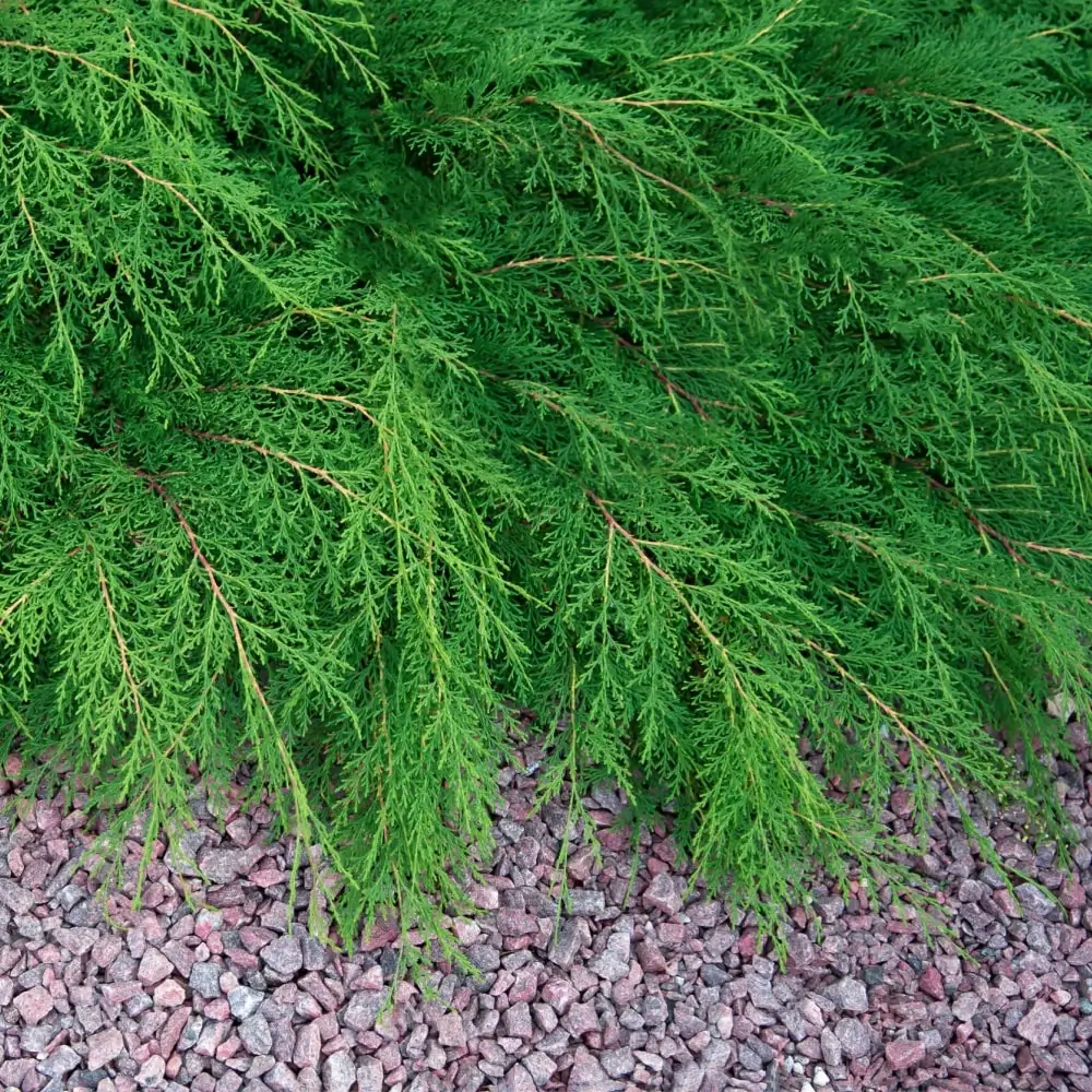 evergreen_shrubs_celtic_pride_siberian_cypress_microbiota_decussata_celtic_pride_plant_by_number