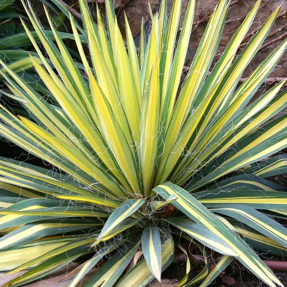 Color Guard Yucca