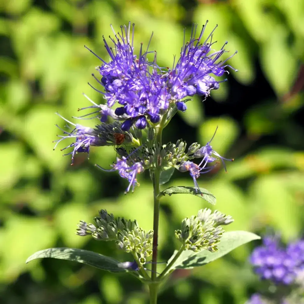 purple_shrubs_caryopteris_clandonensis_dark_knight_dark_knight_caryopteris_plant_by_number