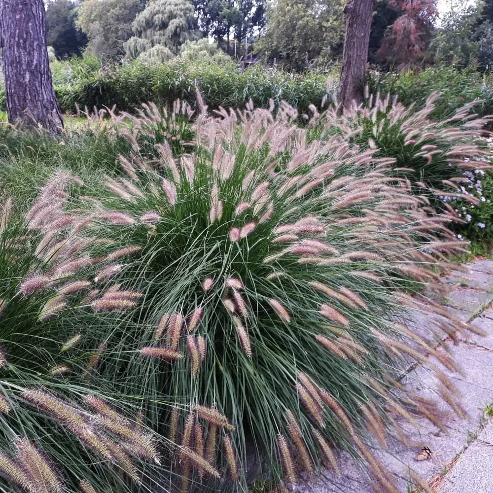 fountain_grass_dwarf_fountain_grass_pennisetum_alopecuroides_hameln_plant_by_number
