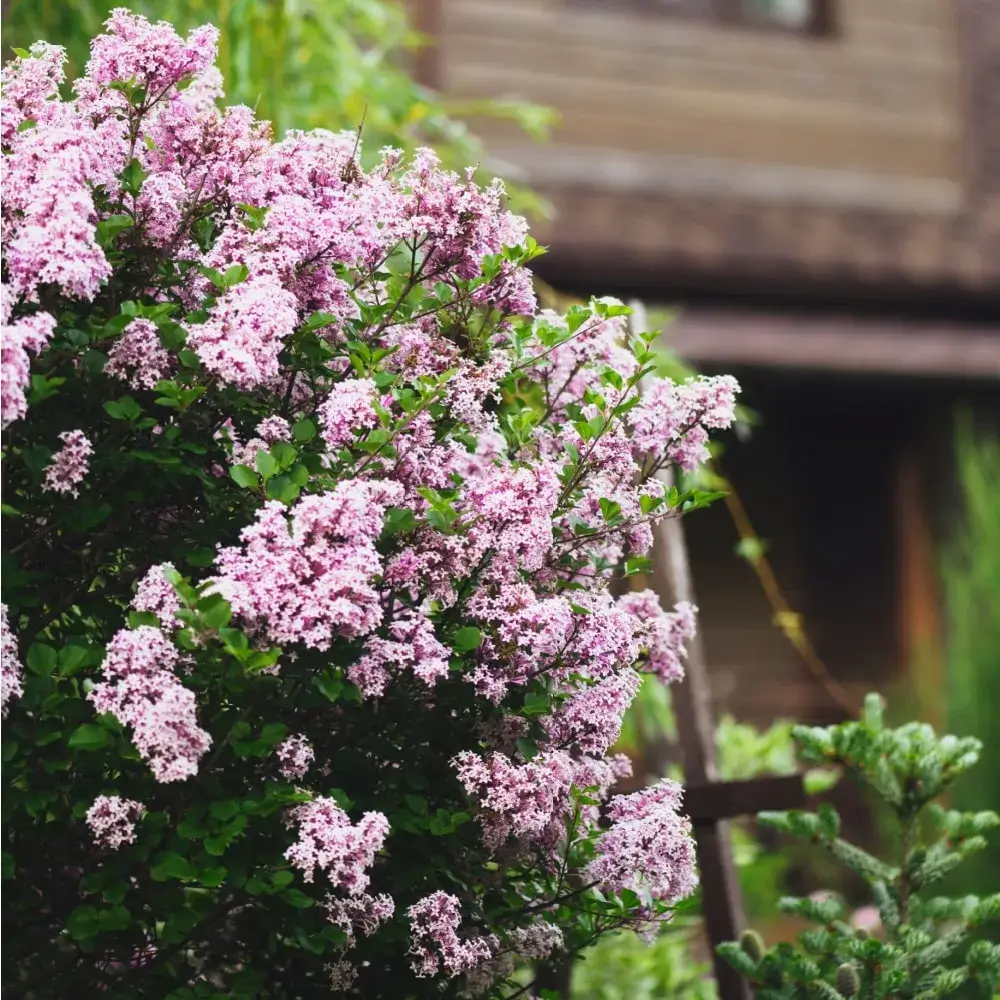 purple_shrubs_dwarf_korean_lilac_syringa_meyeri_palibin_plant_by_number