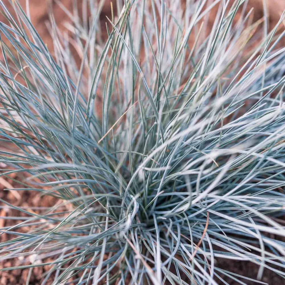 elijah_blue_fescue_festuca_glauca_elijah_blue_plant_by_number