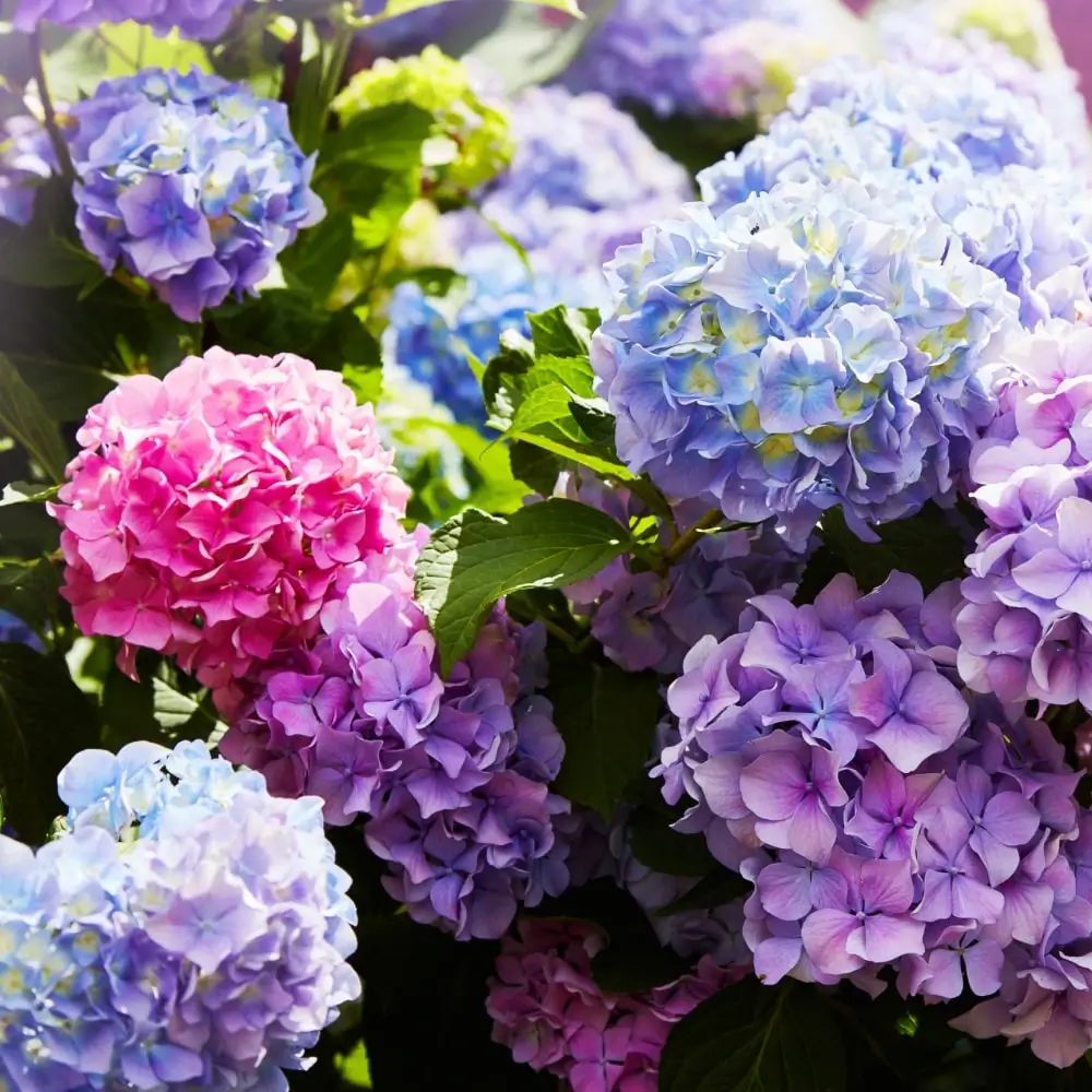 blue_hydrangeas_endless_summer_hydrangea_hydrangea_macrophylla_endless_summer_plant_by_number