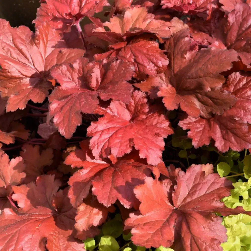 red_flowers_forever_red_coral_bells_heuchera_forever_red_plant_by_number