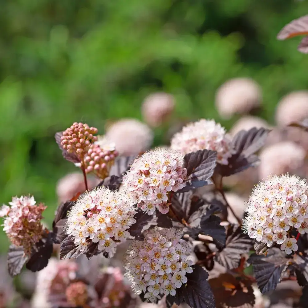 pink_shrubs_ginger_wine_ninebark_physocarpus_opulifolius_ginger_wine_plant_by_number