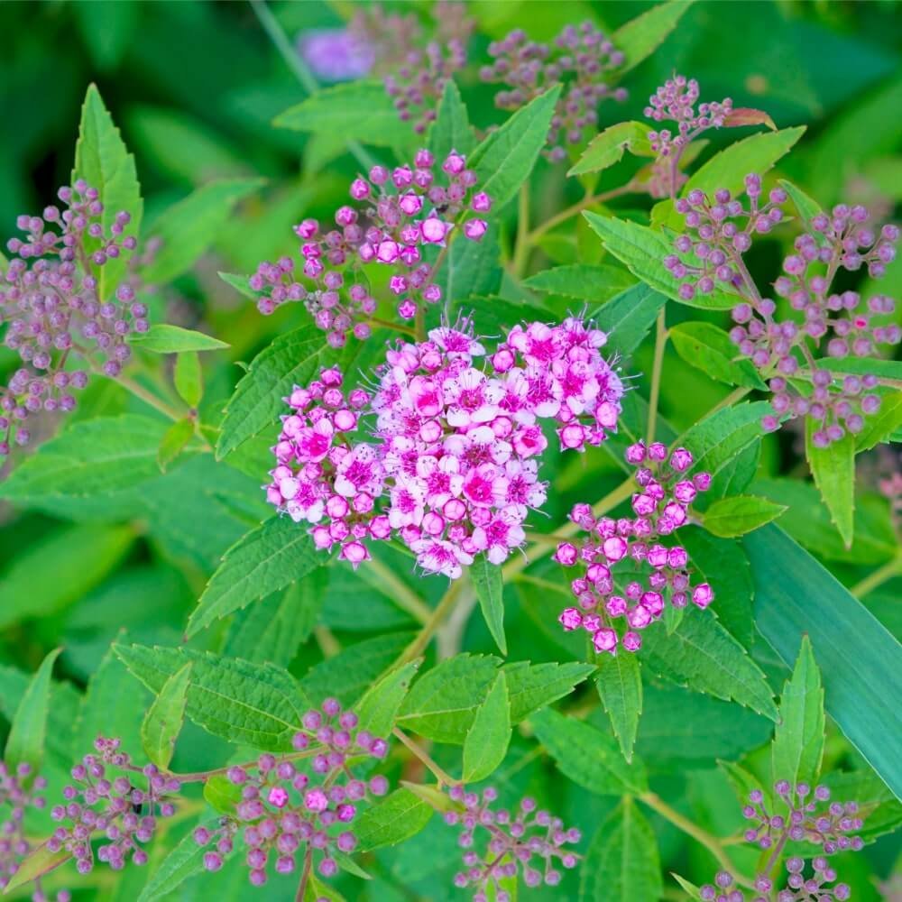 pink_shrubs_goldmound_spirea_spiraea_japonica_goldmound_plant_by_number
