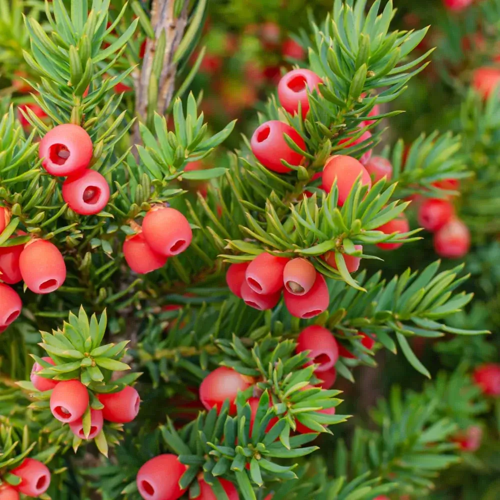 red_shrubs_hicks_yew_taxus_x_media_hicksii_plant_by_number