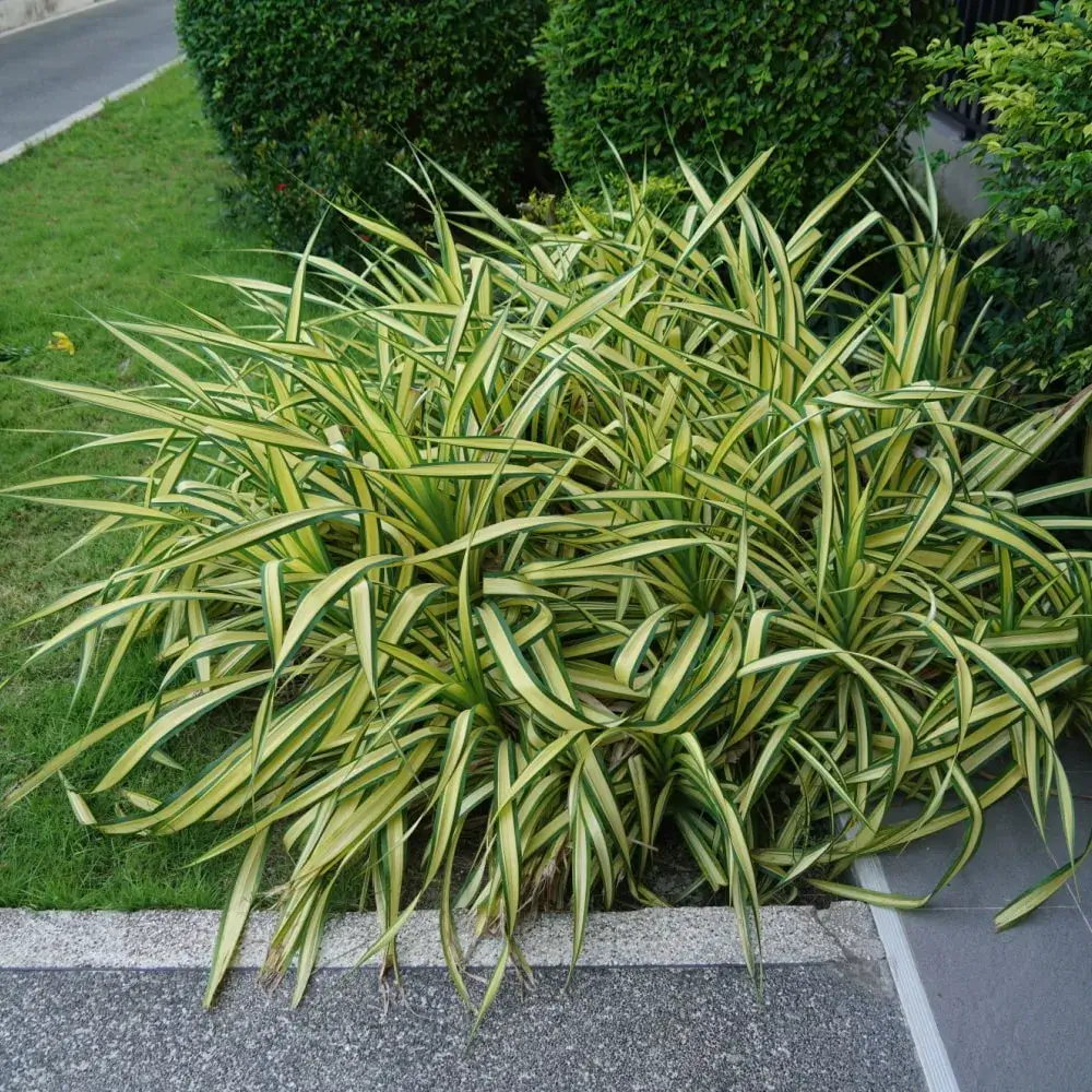 carex_morrowii_ice_dance_japanese_sedge_plant_by_number