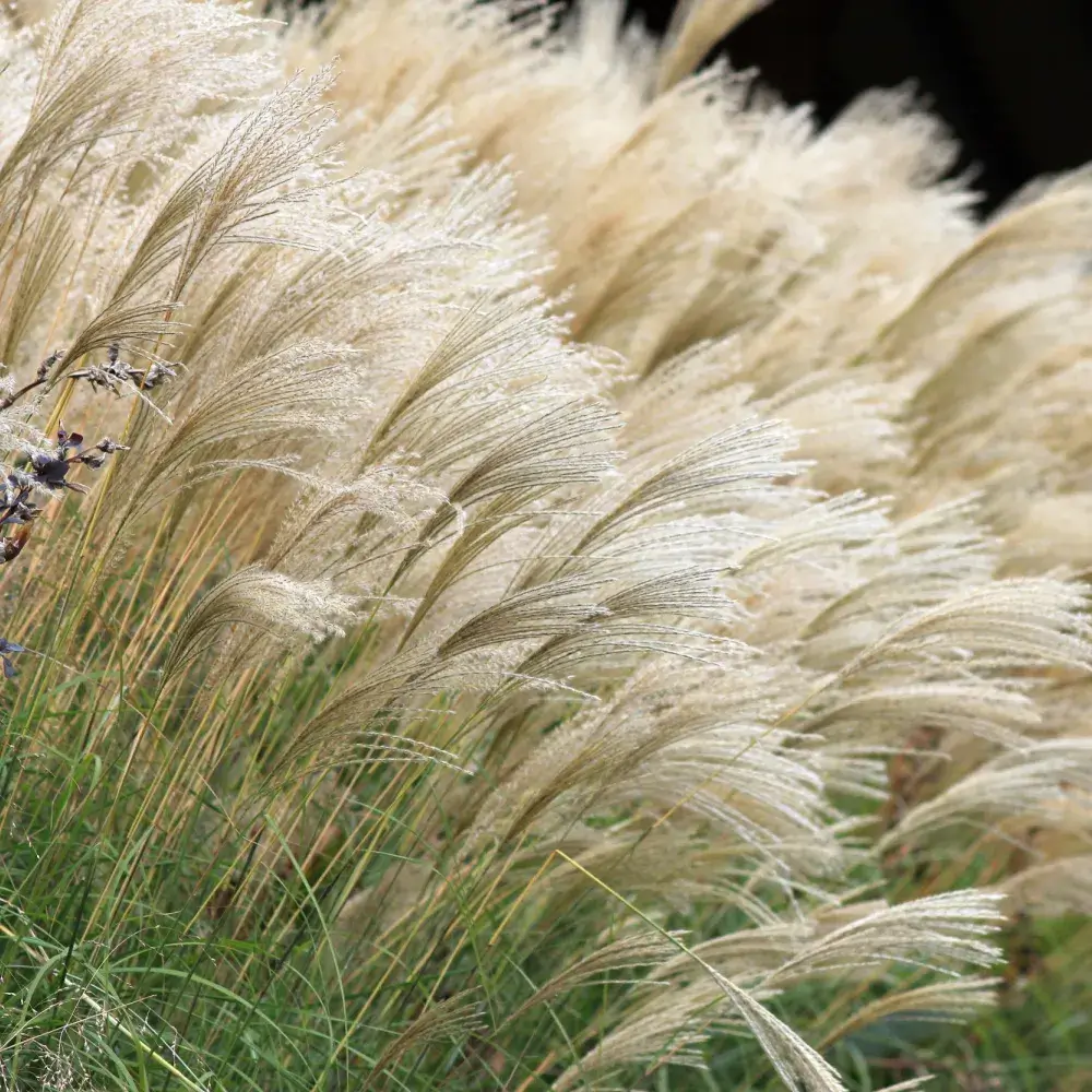 Karl Foerster Feather Reed Grass