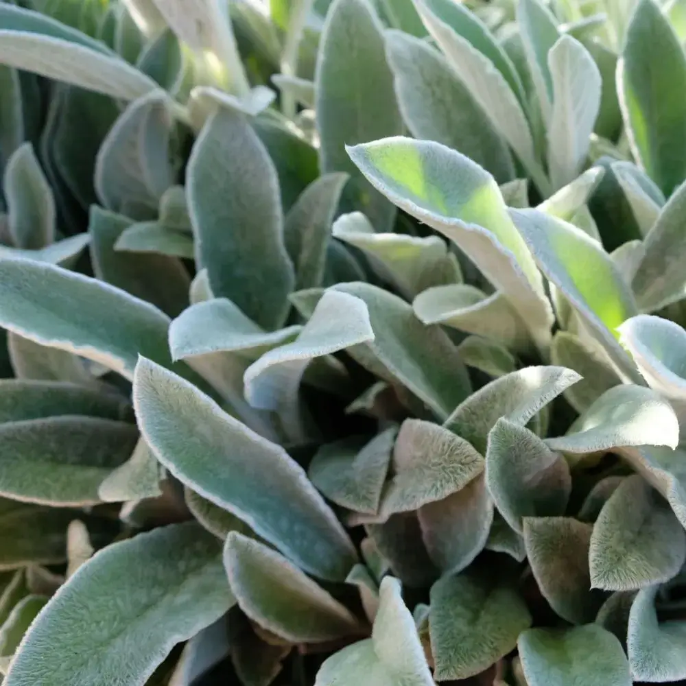 Lamb’s Ear