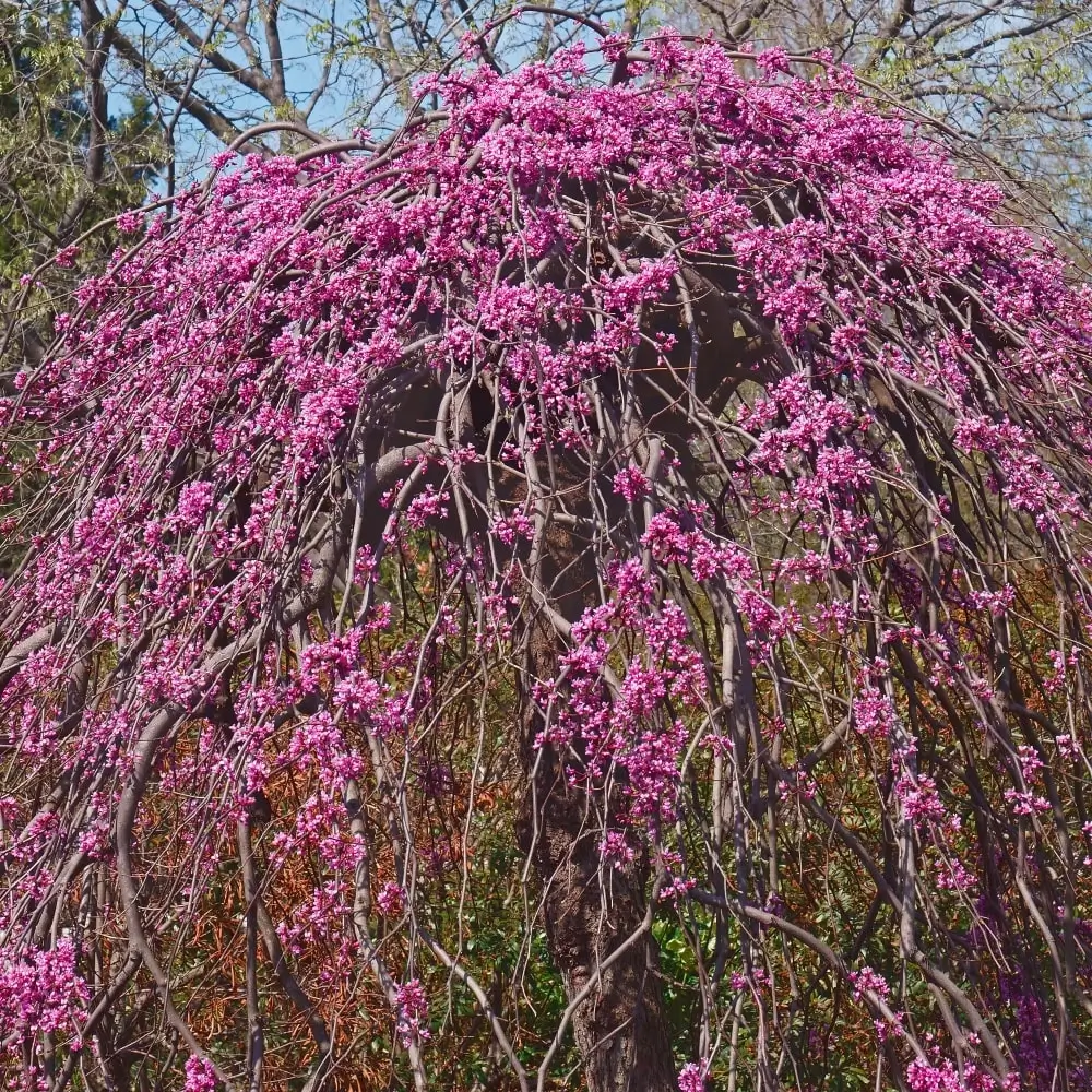 pink_trees_lavender_twist_weeping_redbud_tree_cercis_canadensis_covey_plant_by_number