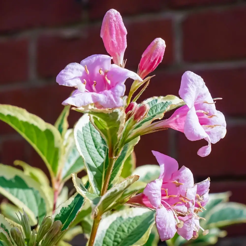pink_shrubs_my_monet_weigela_weigela_florida_verwig_plant_by_number