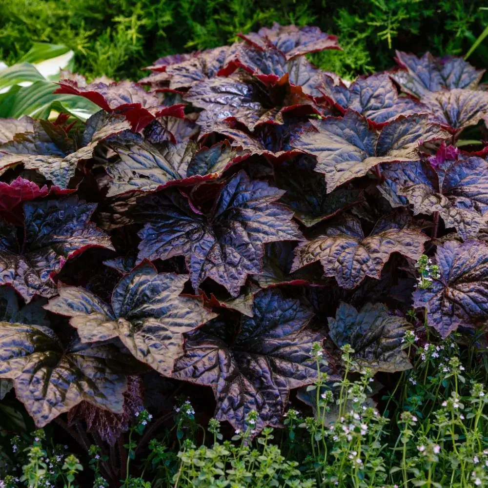 plant_by_number_primo_black_pearl_coral_bells