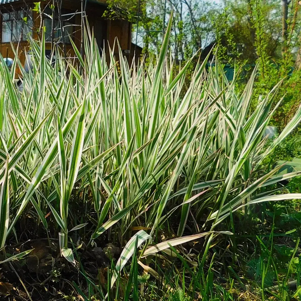 tall_grasses_ribbon_grass_phalaris_arundinacea_plant_by_number