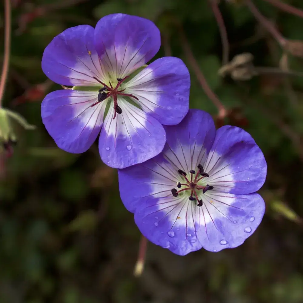 Rozanne Cranesbill