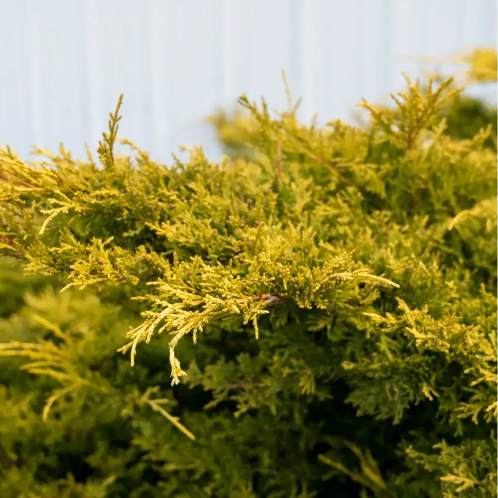 yellow_shrubs_saybrook_gold_juniper_juniperus_chinensis_saybrook_gold_plant_by_number