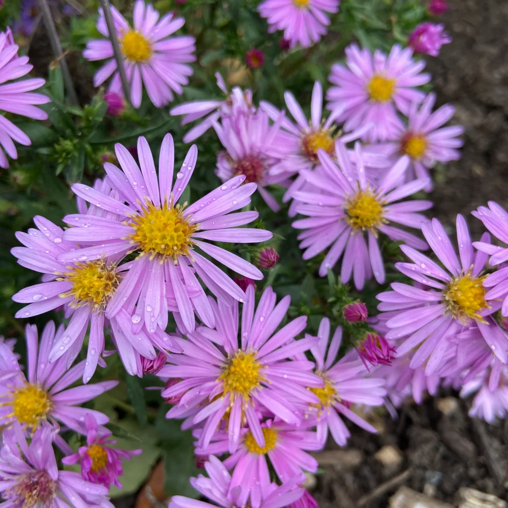 Wood’s Pink Aster