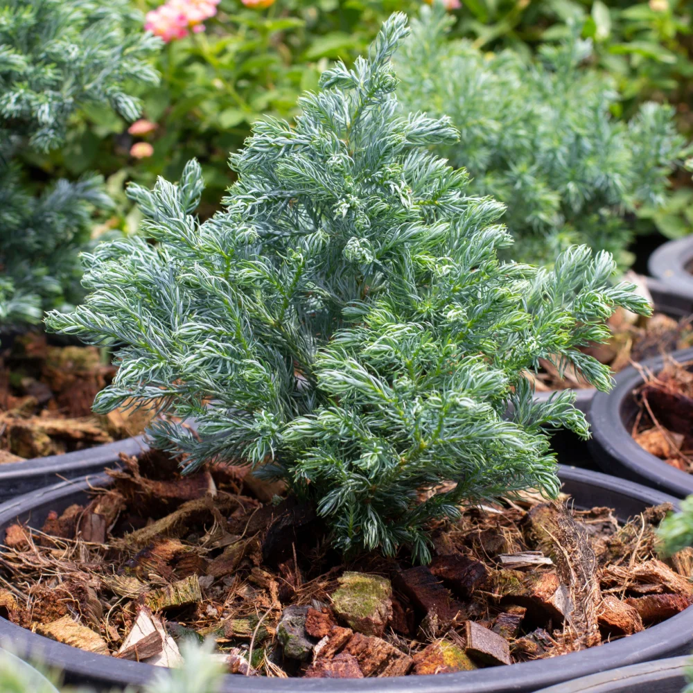 blue_trees_baby_blue_sawara_cypress_chamaecyparis_pisifera_baby_blue_plant_by_number