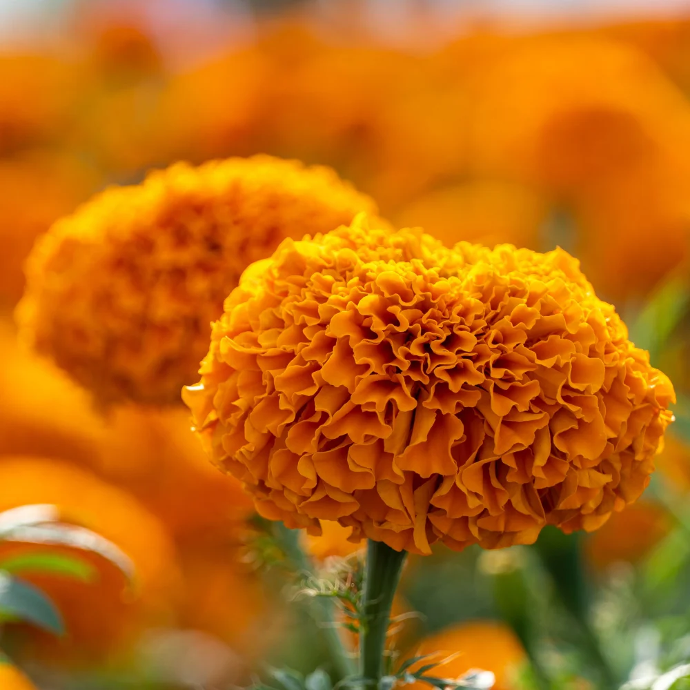 Deep Orange Marigold