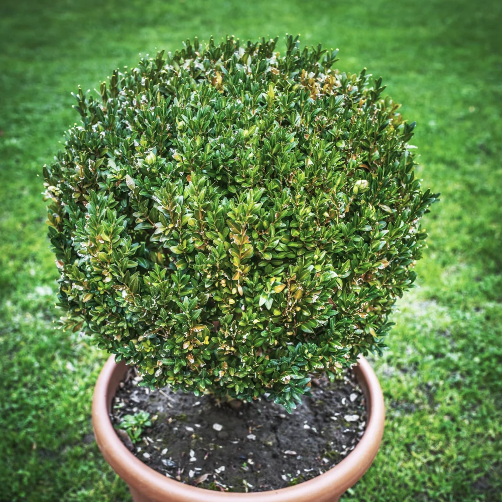 winter_gem_boxwood_buxus_microphylla_winter_gem_plant_by_number