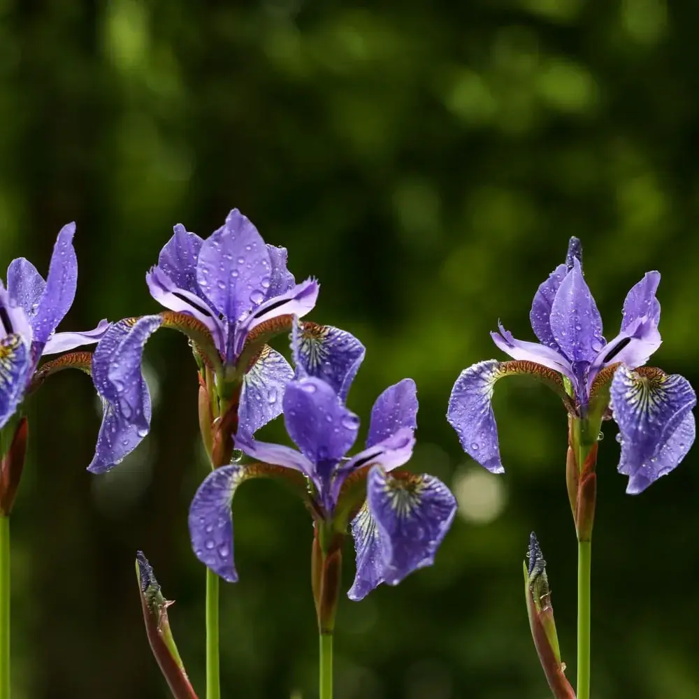 Siberian Iris