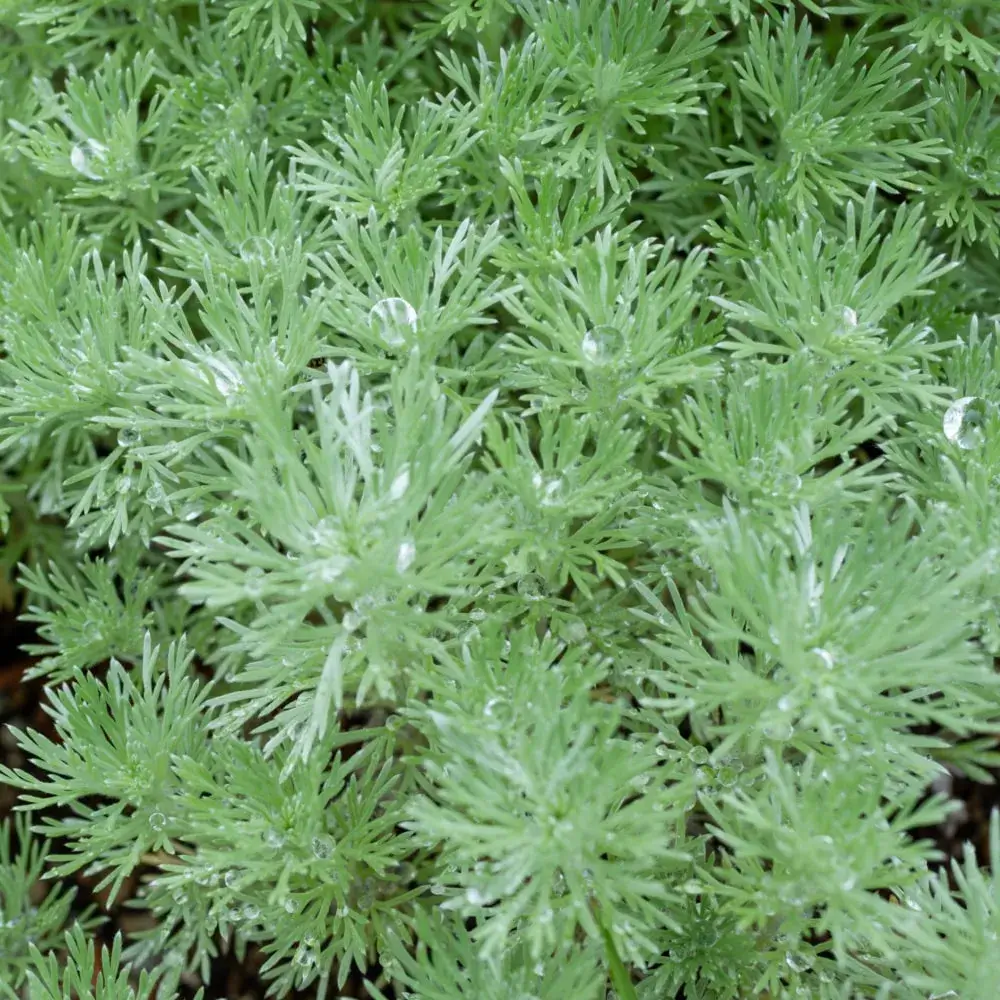 white_shrubs_silver_mound_artemisia_artemisia_schmidtiana_ilver_mound_plant_by_number