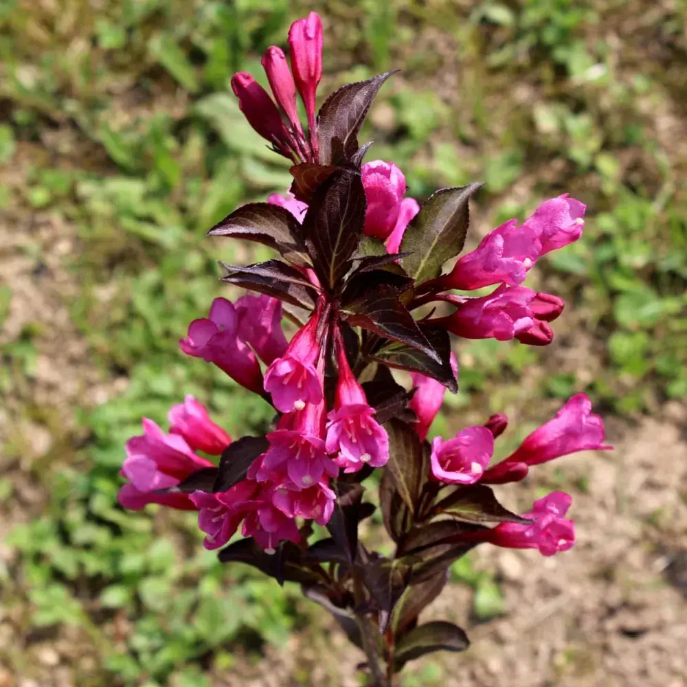 pink_shrubs_spilled_wine_weigela_weigela_spilled_wine_plant_by_number