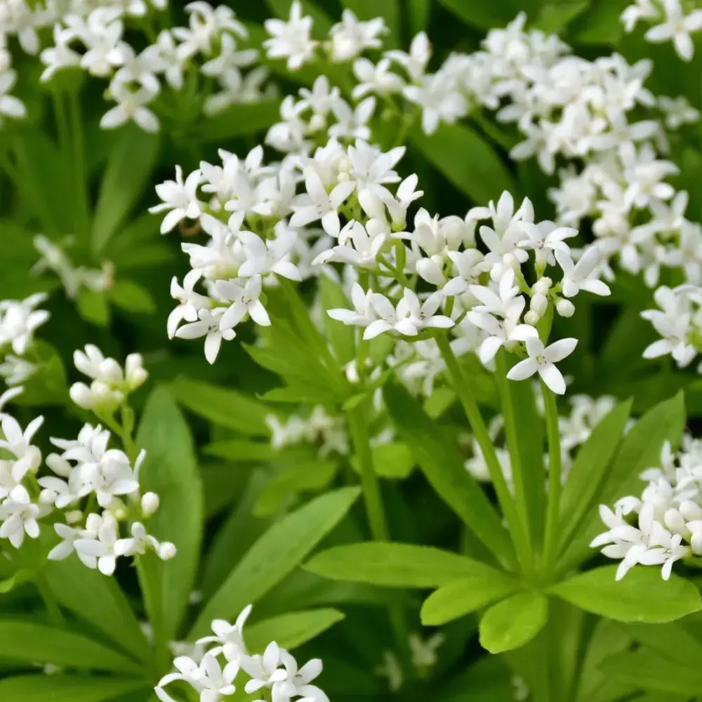 white_shrubs_sweet_woodruff_galium_odoratum_plant_by_number
