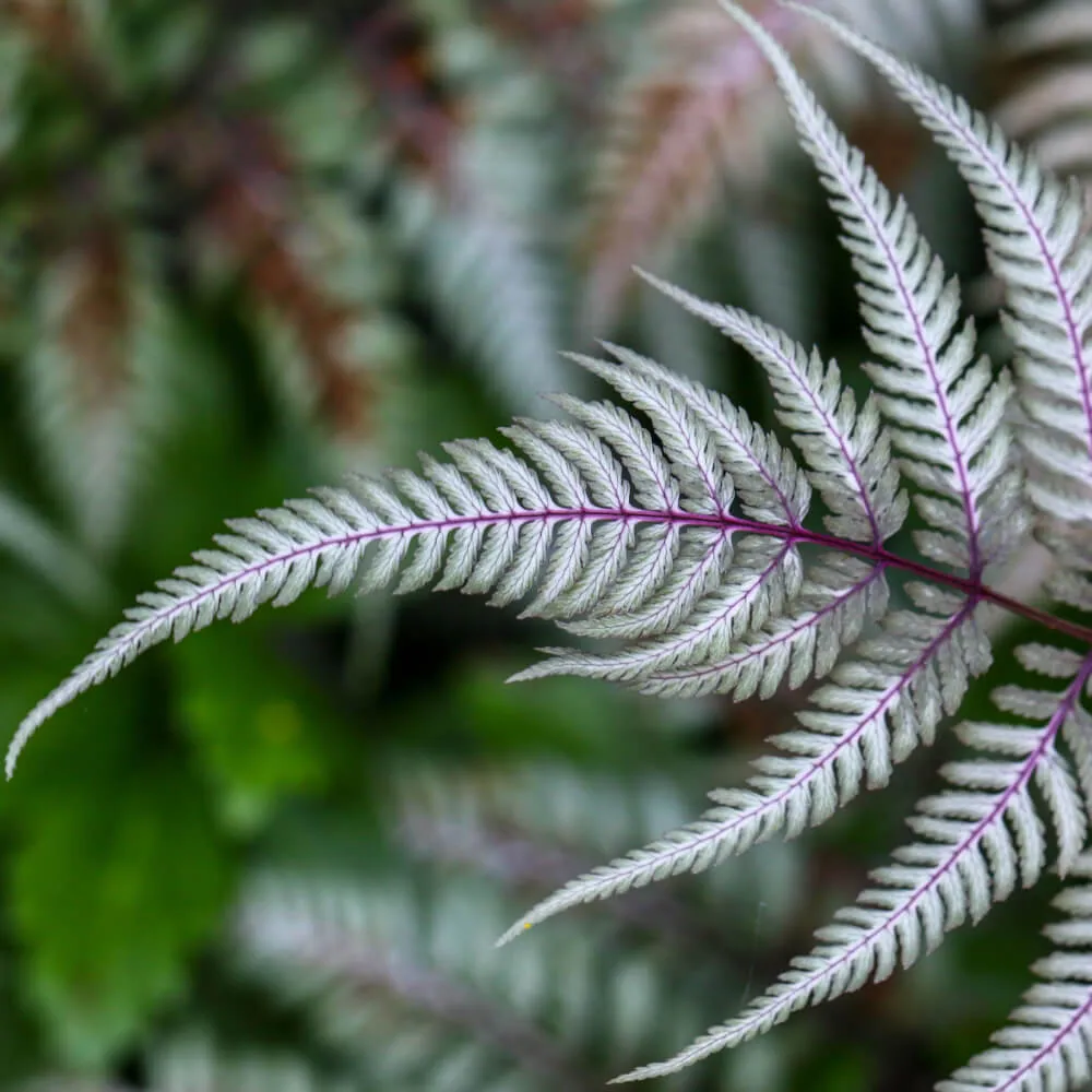 Apple Court Japanese Painted Fern