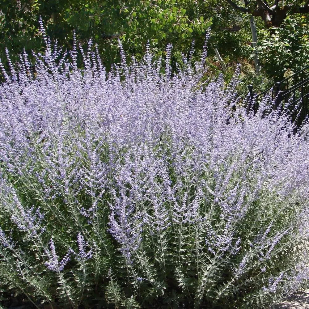 pbn_Blue_Jean_Baby_Russian_Sage