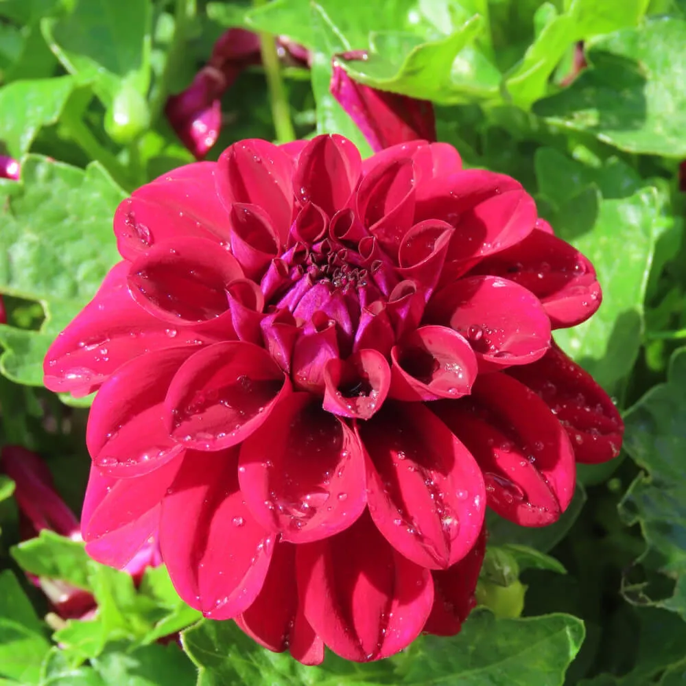 Dahlietta Patty Dahlia