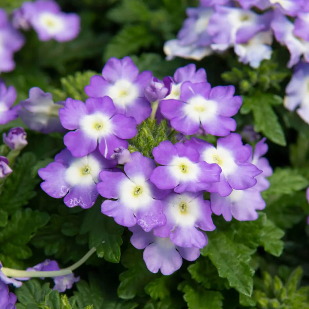 Flair Blue Charme Verbena ‘Blue Princess Verbena’