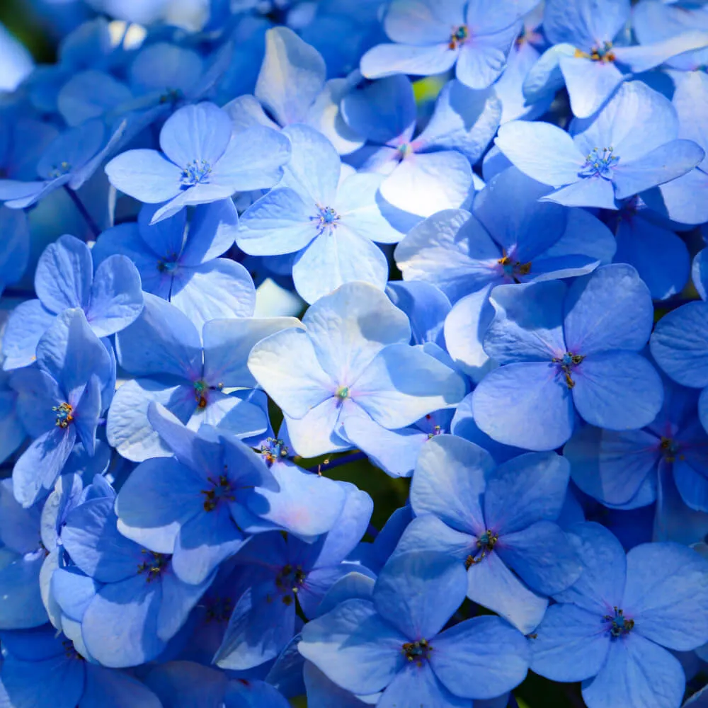 Let’s Dance Blue Jangles Hydrangea