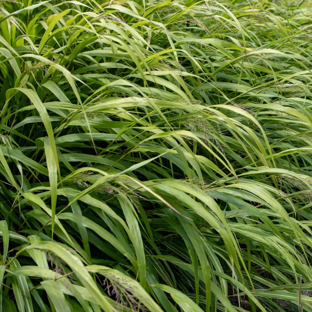 japanese_forest_grass_hakone_grass_hakonechloa_macra_plant_by_number