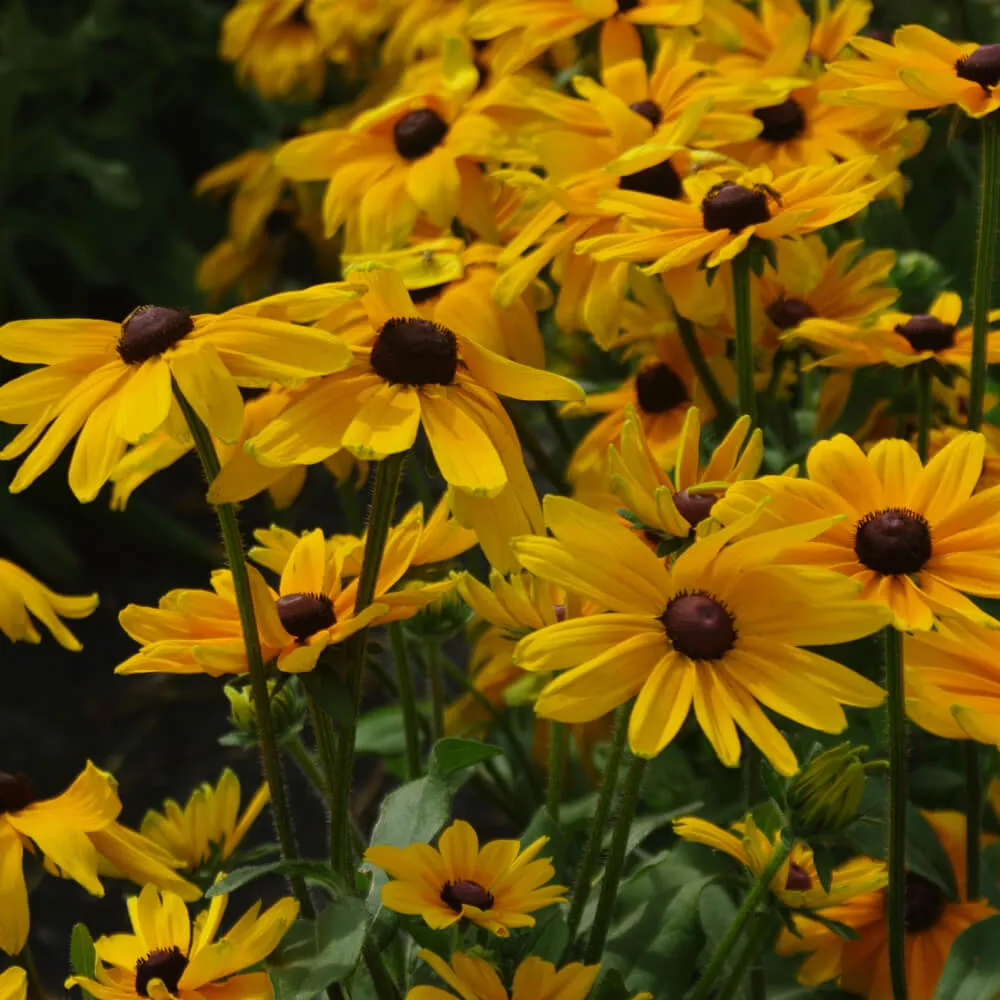Early Bird Gold Gloriosa Daisy