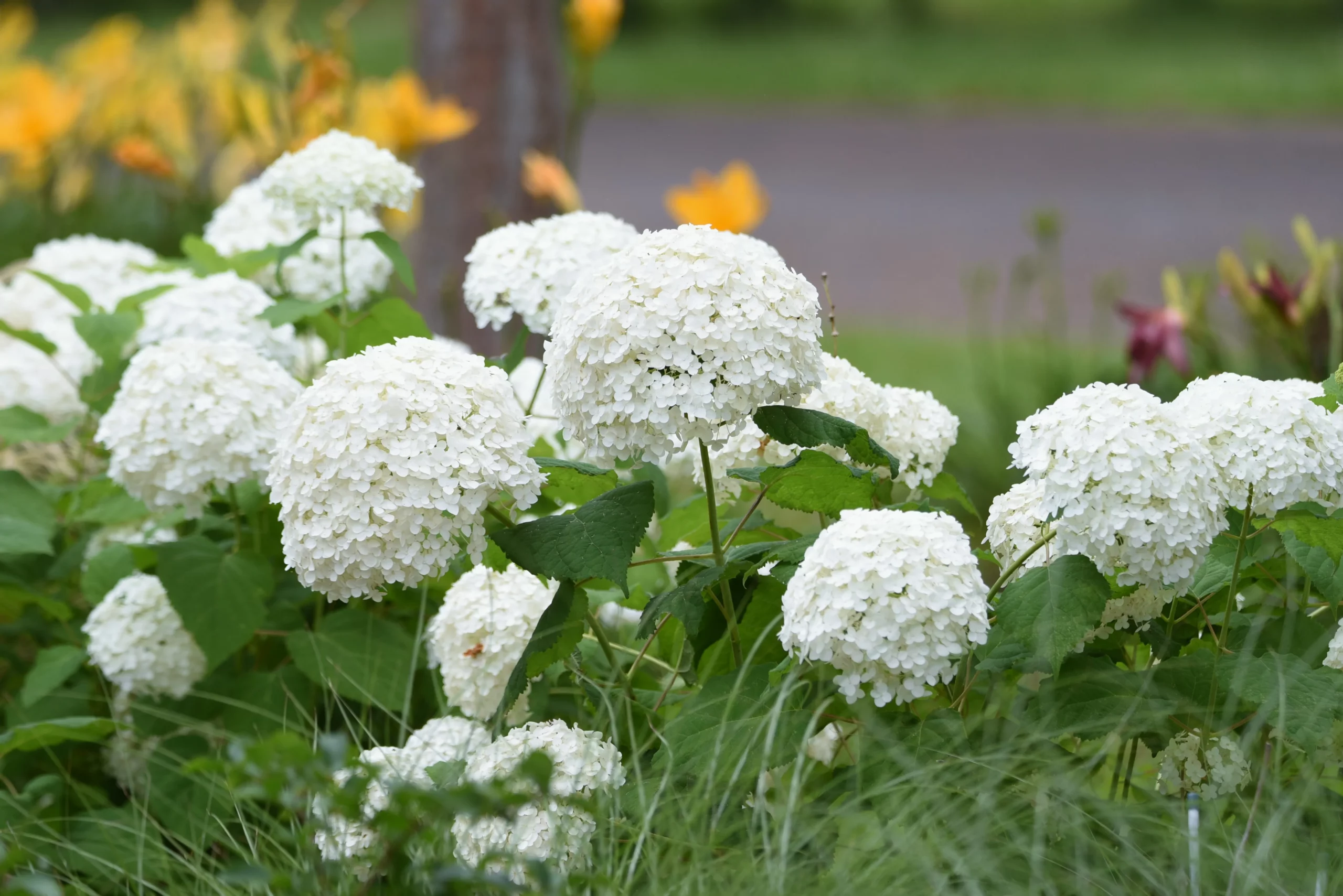 Annabelle Hydrangea