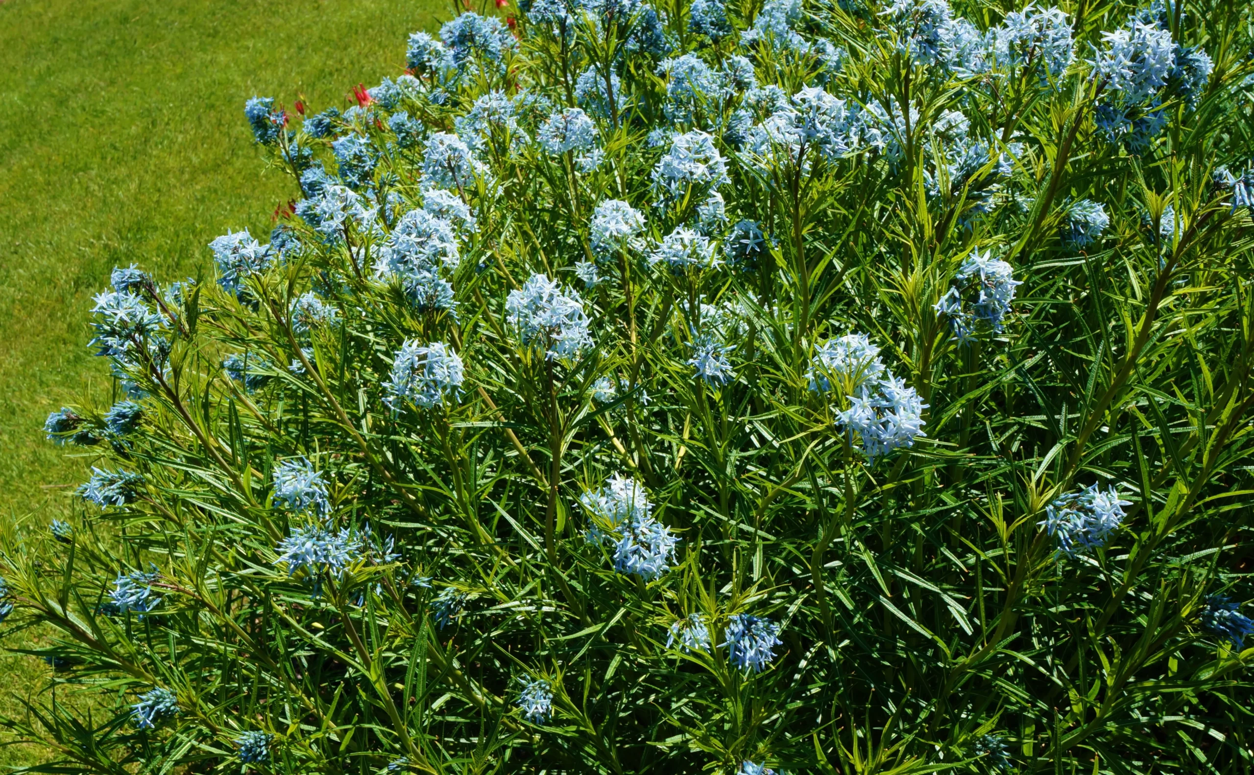blue_flowers_arkansas_bluestar_amsonia_hubrichtii_plant_by_number
