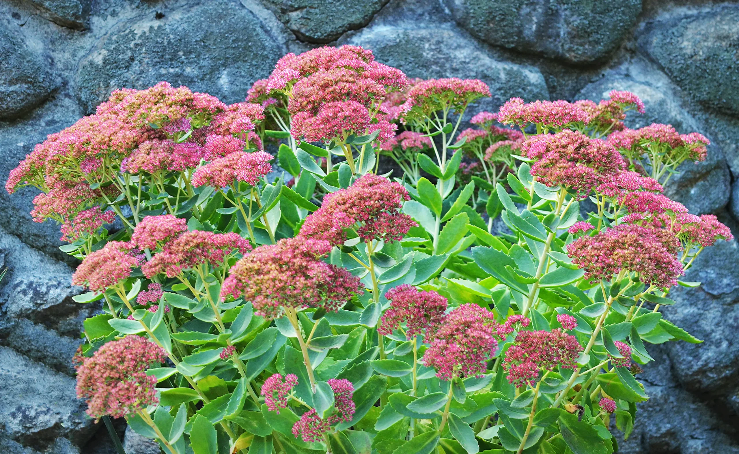 pink_flowers_autumn_fire_sedum_sedum_spectabile_autumn_fire_plant_by_number